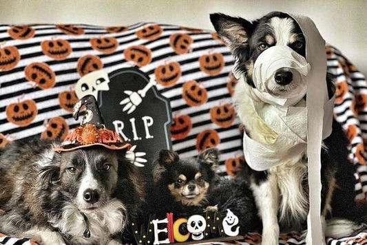 Bark-tacular Halloween: Dog costume trends