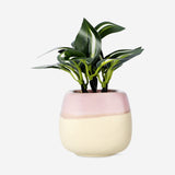 Faux succulent in pink ceramic pot