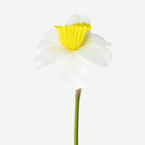 Decorative daffodil flower - 30 cm