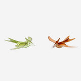Three DIY flying dinosaur toys from Flying Tiger Copenhagen, colorful and playful, ready for assembly and imaginative play.