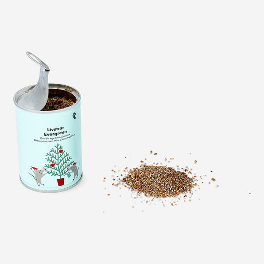 Kweek je eigen kerstboom