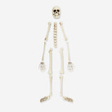 Skeleton bone set