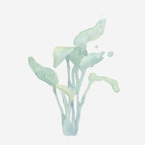 Botancial water colouring book hobby Flying Tiger Copenhagen 