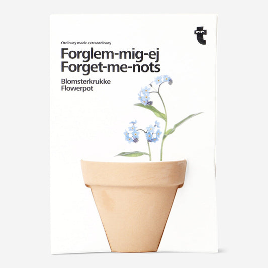 Forget-me-nots. Flowerpot