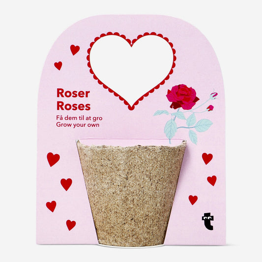 Grown your own rose kit