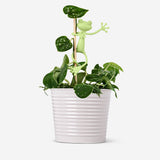 Plant supports. 2 pcs Leisure Flying Tiger Copenhagen 