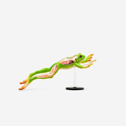 3D anatomic model. Frog