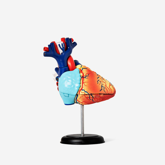 3D-anatomiamalli. Sydän