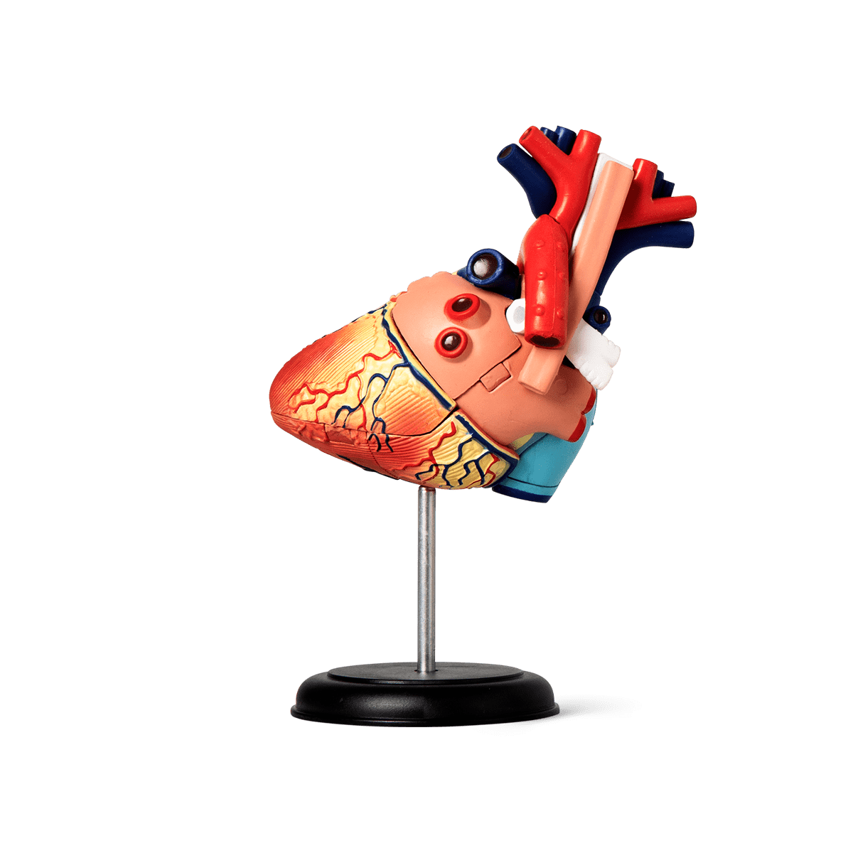 3D anatomic model. Heart Toy Flying Tiger Copenhagen 