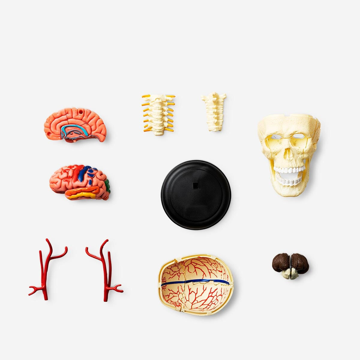 Anatomisk 3Dmodell. Skalle €20 Flying Tiger Copenhagen