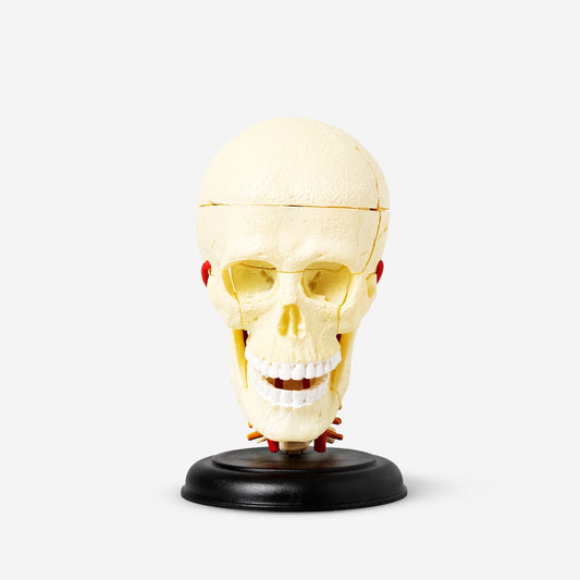 Modello anatomico 3D. Cranio