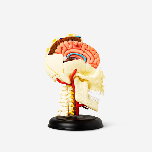 Modelo anatómico 3D. Crânio