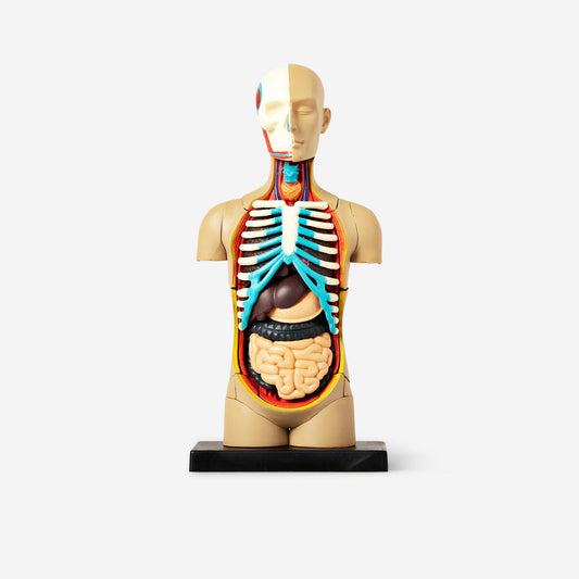 3D anatomic model. Torso