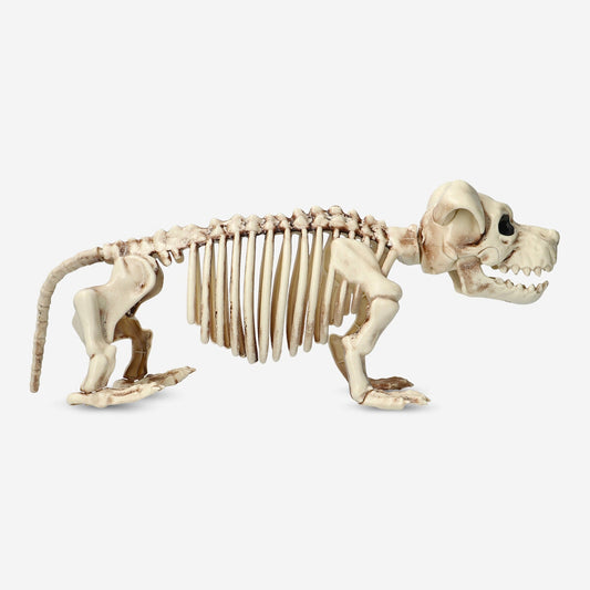 Esqueleto de animal