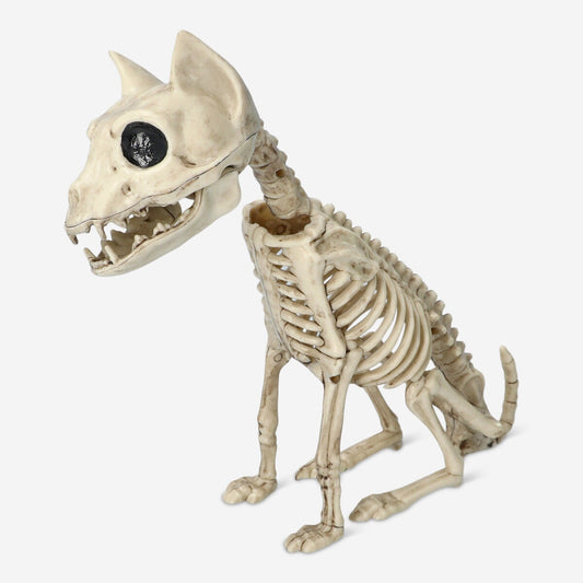 Skeleton cat