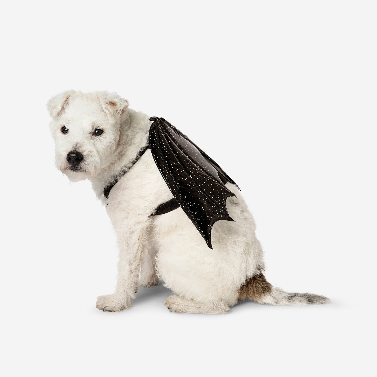 Costume. For pets Gadget Flying Tiger Copenhagen 
