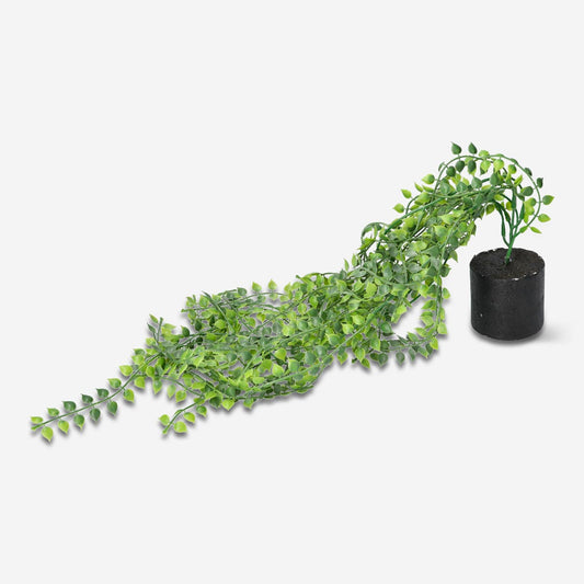 Plantă decorativă suspendată