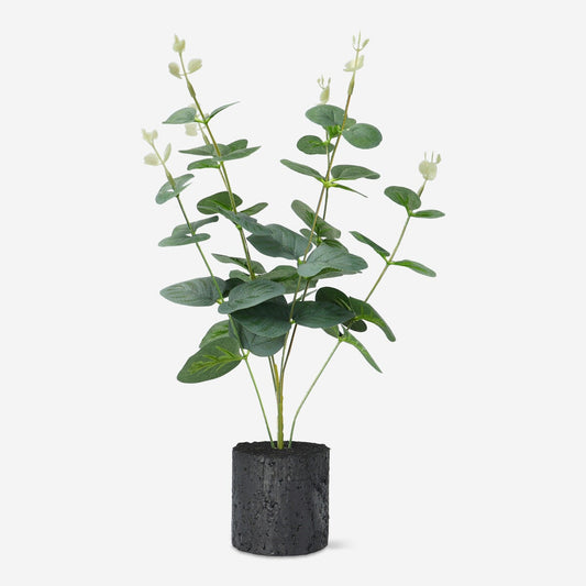 Decorative plant