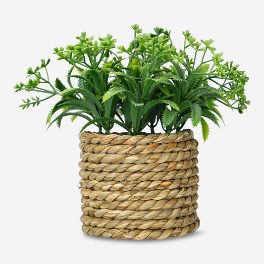 Decoratieve plant