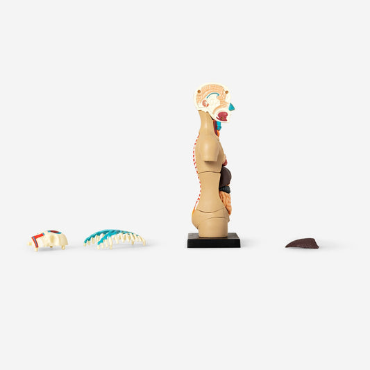 3D anatomic model. Torso