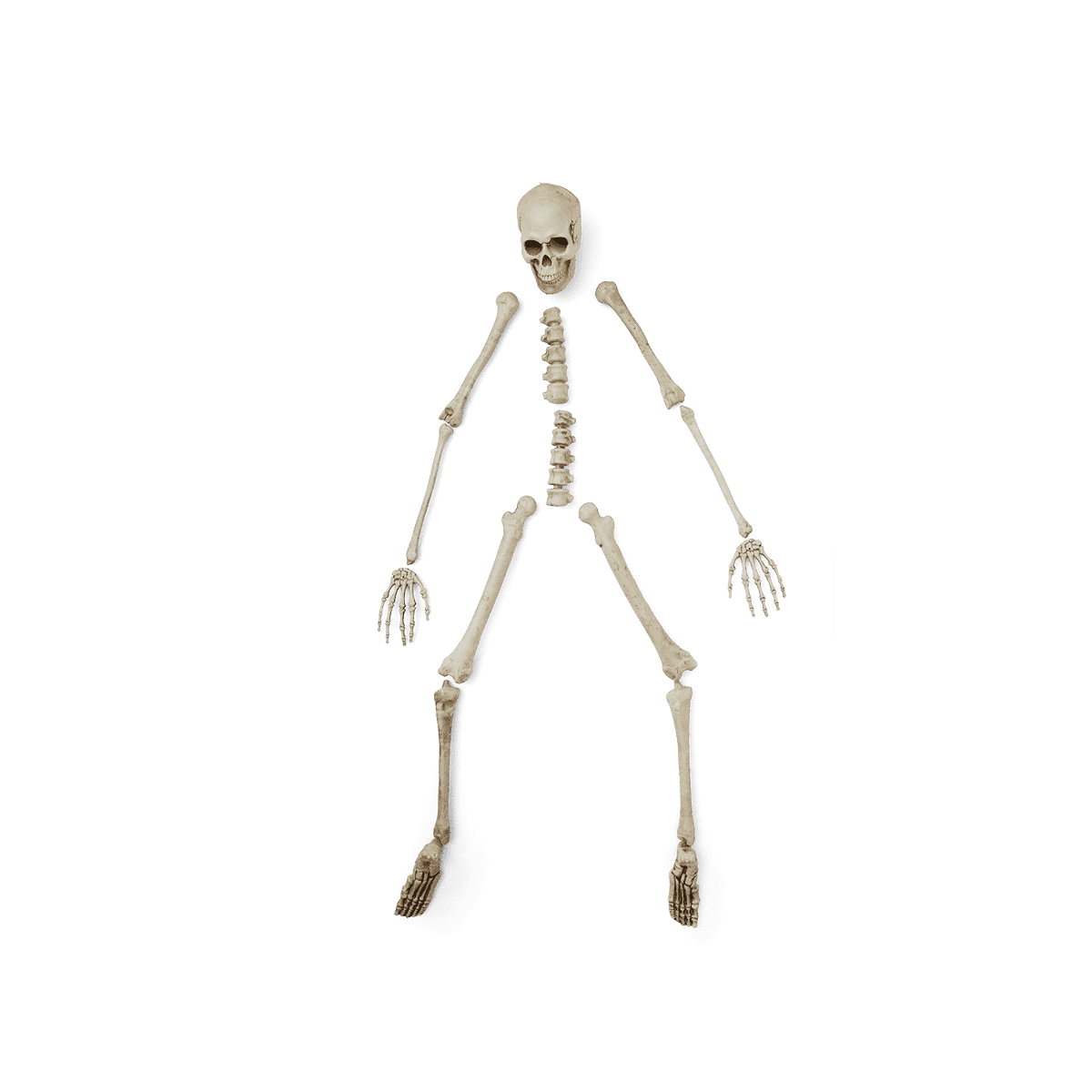Skeleton set.