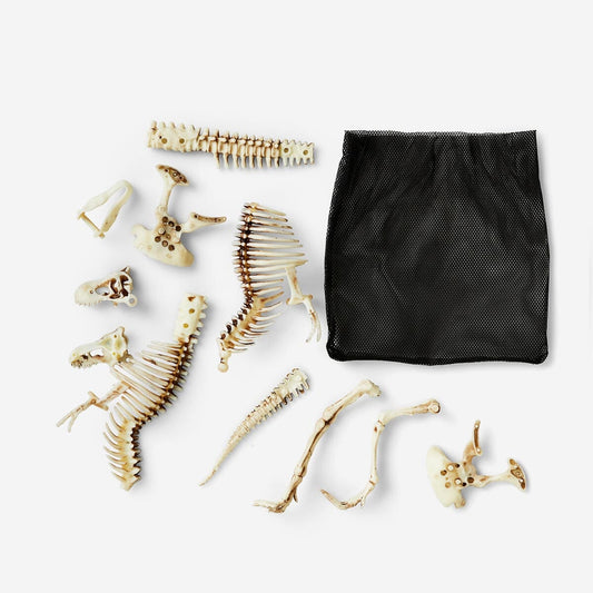 Skelett-Set