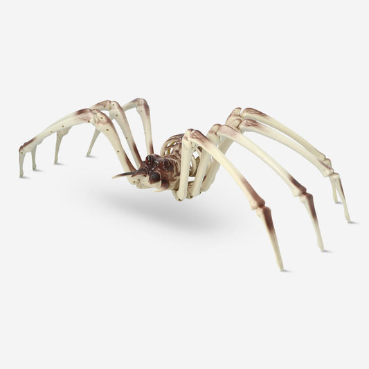 Squelette d'araignée