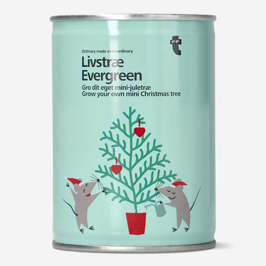 Evergreen. Cultive sua própria mini árvore de Natal