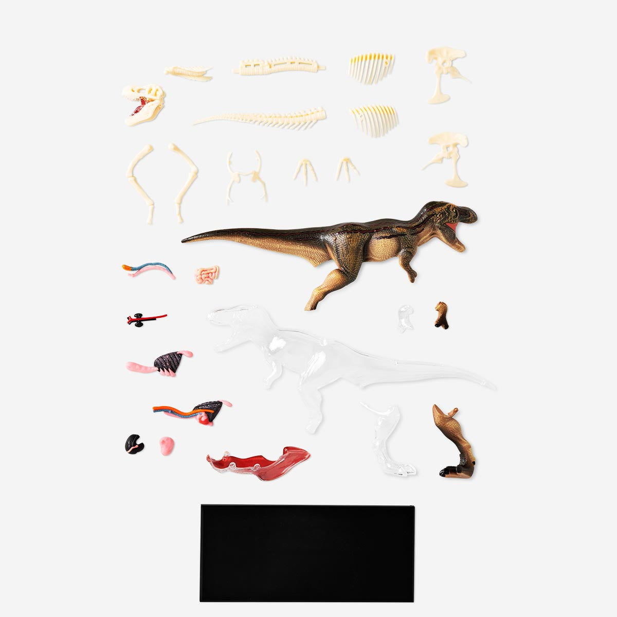 Anatomisch 3Dmodel Flying Tiger Copenhagen