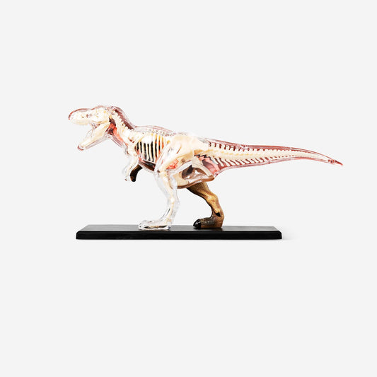 3D anatomy model. Tyrannosaurus rex